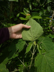 Clerodendrum villosum