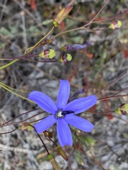 Agrostocrinum hirsutum