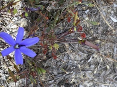 Agrostocrinum hirsutum
