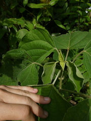 Clerodendrum villosum