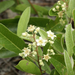 Chrysobalanaceae - Photo (c) Scott Zona,  זכויות יוצרים חלקיות (CC BY)