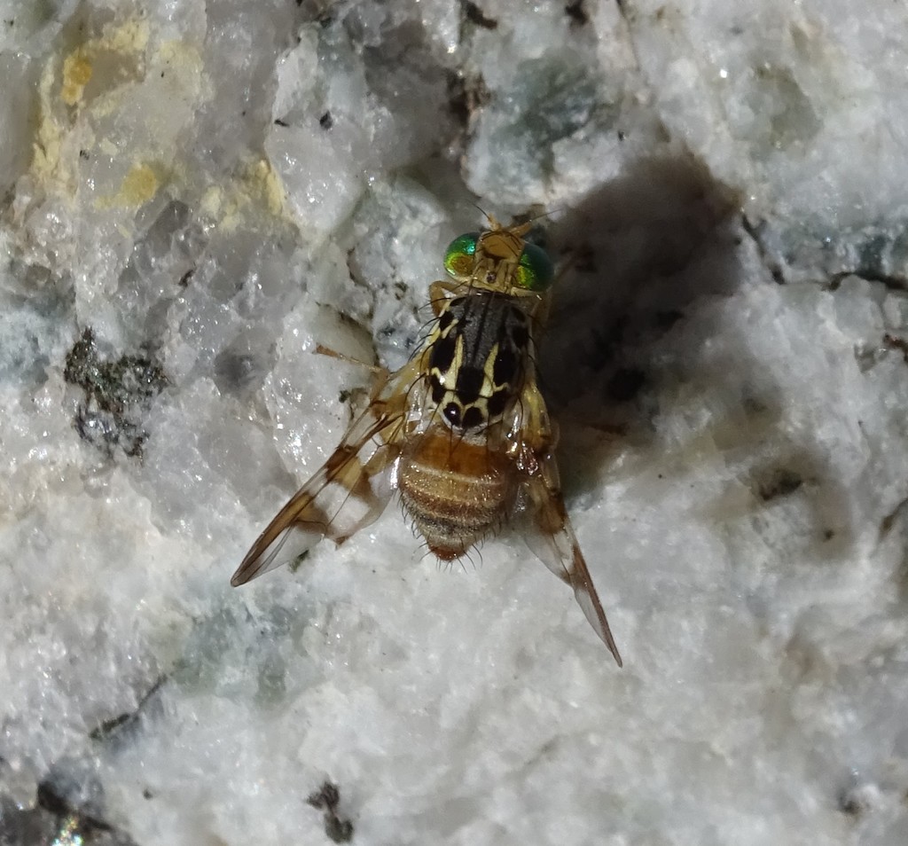 Carpomya schineri