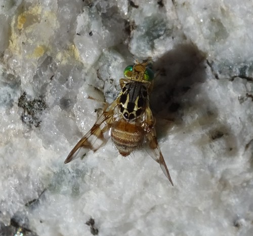 Carpomya schineri