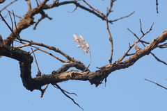 Dendrobium barbatulum