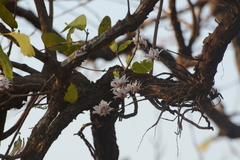 Dendrobium barbatulum