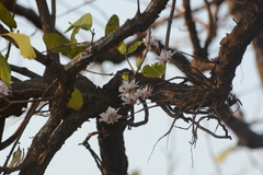 Dendrobium barbatulum