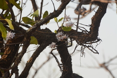 Dendrobium barbatulum