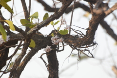 Dendrobium barbatulum