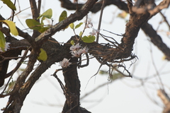 Dendrobium barbatulum