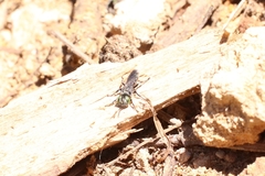 Tachysphex nigerrimus