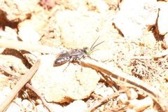 Tachysphex nigerrimus