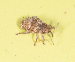 Storeus albosignatus