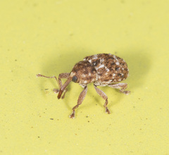 Storeus albosignatus