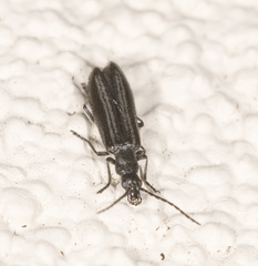 Ischnomera sublineata
