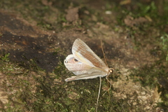 Opisthoxia formosante