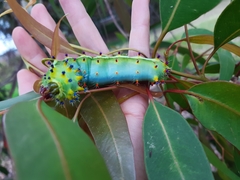 Opodiphthera eucalypti