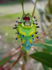 Opodiphthera eucalypti