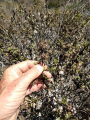 Ambrosia chenopodiifolia