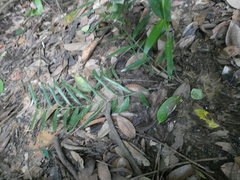 Flagellaria indica