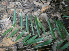 Flagellaria indica