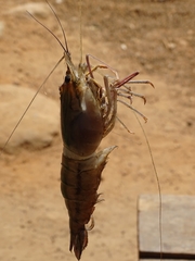 Macrobrachium vollenhovenii