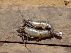 Macrobrachium vollenhovenii