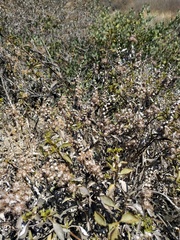 Ambrosia chenopodiifolia