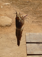 Macrobrachium vollenhovenii