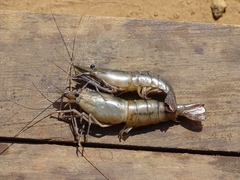 Macrobrachium vollenhovenii