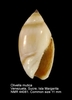 Yellowish Olive Snail - Photo (c) Natural History Museum Rotterdam, some rights reserved (CC BY-NC-SA)