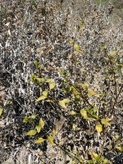 Ambrosia chenopodiifolia
