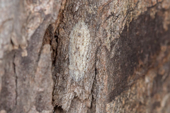 Ledromorpha planirostris