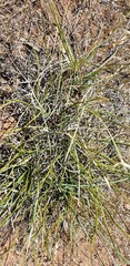 Lomandra effusa