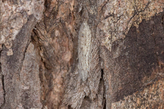 Ledromorpha planirostris