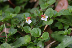 Torenia polygonoides