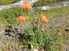 Papaver fugax