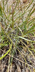 Lomandra effusa