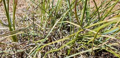 Lomandra effusa