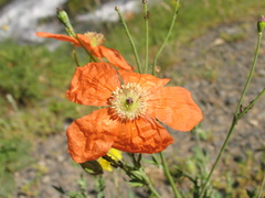 Papaver fugax