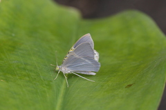 Phrygionis privignaria