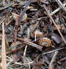 Eurymerodesmus varius