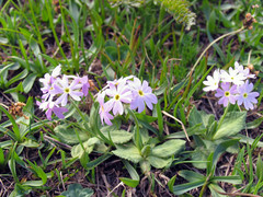 Primula algida