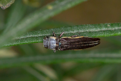 Agrilus australasiae