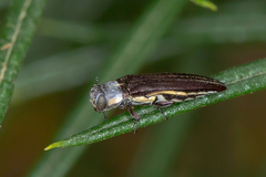Agrilus australasiae