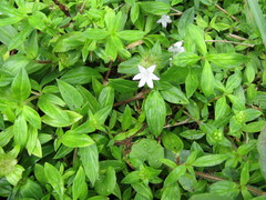 Richardia grandiflora