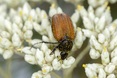 Phyllotocus rufipennis