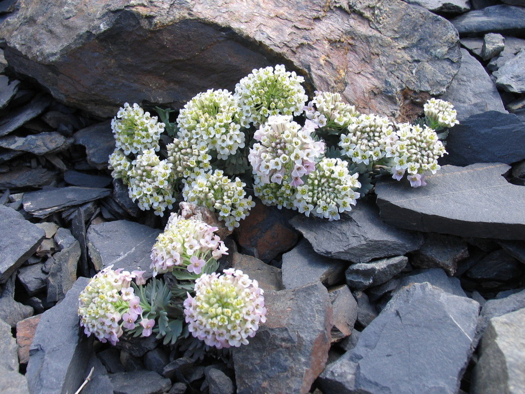 Pseudovesicaria