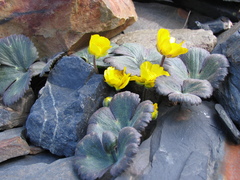 Ranunculus arachnoideus