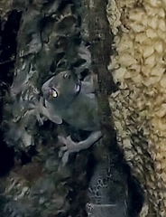 Hemidactylus flaviviridis