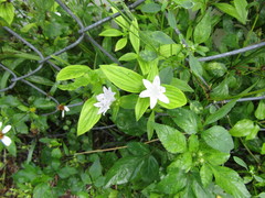 Richardia grandiflora